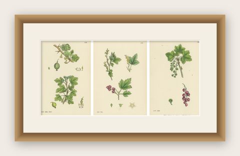Hand-Colored Botanical Engravings of Gooseberry and Currant Varieties, 1902, shown framed
