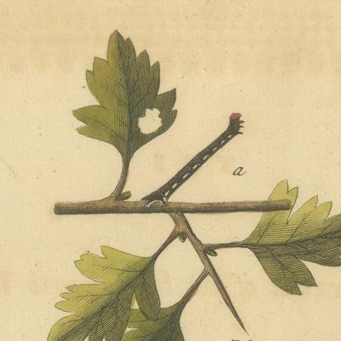English Moths on Oak, Hand-Colored Insect Engraving, Eleazar Albin 1720, close-up 1