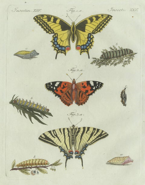 Original Antique Print of Swallowtail and Painted Lady Butterflies, c.1800, close-up 4
