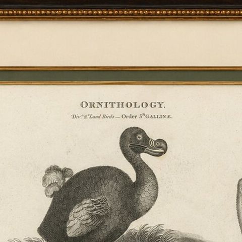 Rare Copperplate Engraving of the Extinct Dodo and an Ostrich, 1805, close-up 6