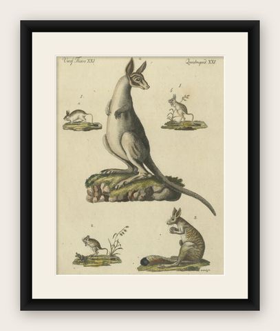 Antique Handcolored Engraving of Kangaroo, Jerboas, and Bilby, c.1800, shown framed