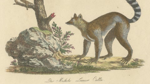Antique Ring-Tailed Lemur Lithograph by Karl Joseph Brodtmann, 1816, close-up 3