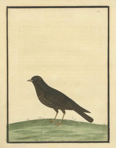 Antique Hand-Colored Engraving of The Black Lark by Eleazar Albin, circa 1730, close-up 5
