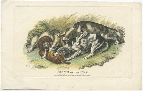 Antique Hand-Colored Print of Hunting Dogs Attacking a Fox, 1812, view 2