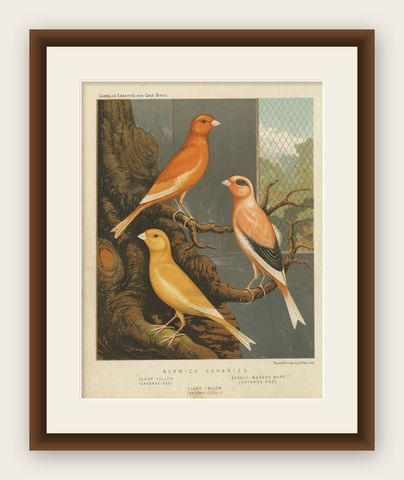 Antique Bird Print of the Norwich Canaries Clear Yellow 'Cayanne-Fed' and Other, shown framed