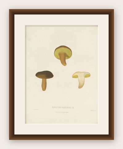 Antique Mycology Print of the Boletus Aereus by Fries, c.1860, shown framed
