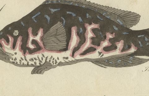 Frogfish with Lure and a Ribbon Fish, Antique Bertuch Print, circa 1810, close-up 2