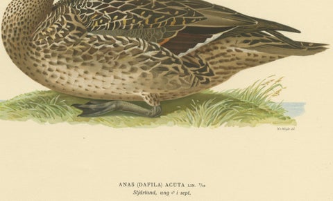 Elegance at the Water's Edge: Male Northern Pintail by Magnus von Wright, 1929, close-up 2