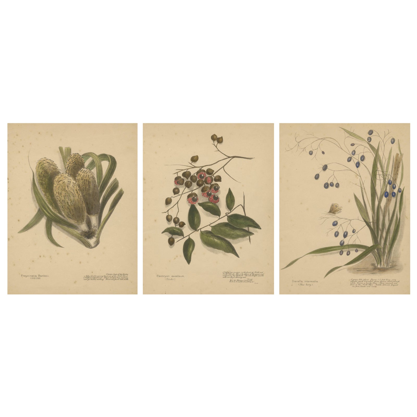 New Zealand Native Berry Plants, Set of Three Hand-Colored Lithographs, 1890