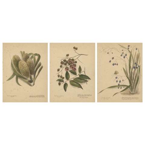 New Zealand Native Berry Plants, Set of Three Hand-Colored Lithographs, 1890