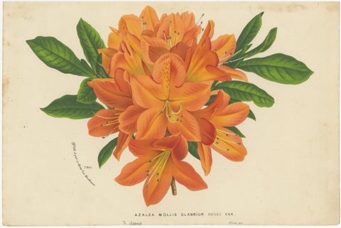 Enchanted Blossoms: Masterpieces of Botanical Art from Van Houtte's Florilegium, view 2