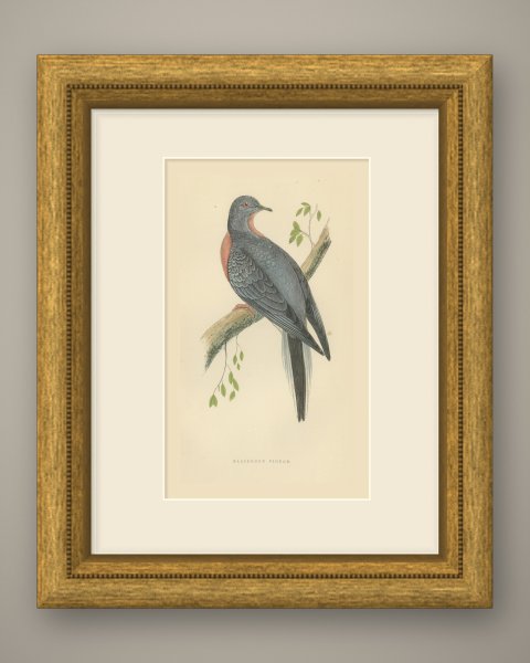 Passenger Pigeon on a Mossy Branch, Hand Colored Bird Print, Morris, 1896, shown framed