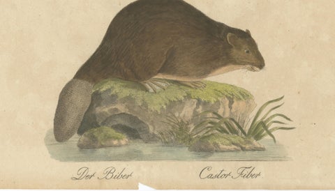 Beaver and African & Asian Rhinoceros Skull Studies, Brodtmann, 1816, close-up 3