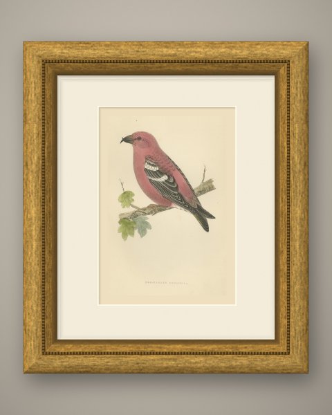 Two Barred Crossbill on a Leafy Branch, Morris Bird Plate, 1896, shown framed