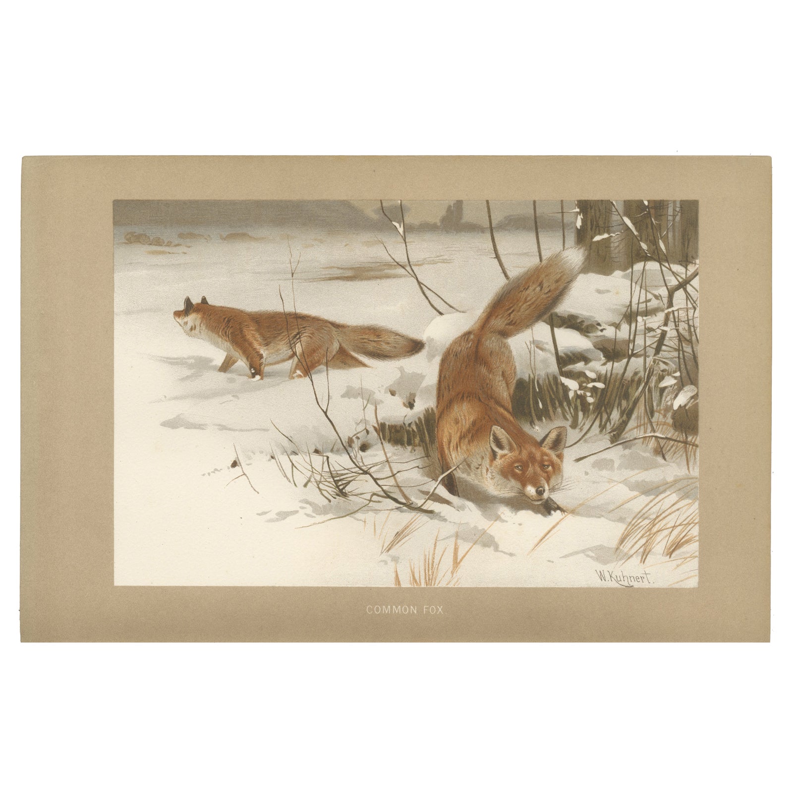 Common Fox in Winter Landscape, Antique Animal Chromolithograph, 1894