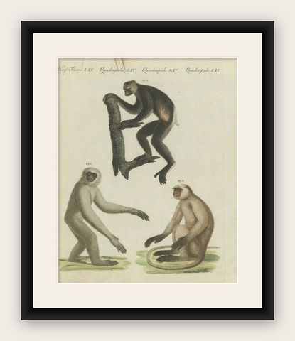Original Antique Print with Three Monkeys Including the Indri, shown framed