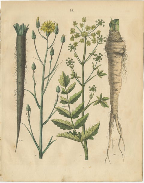 Antique Root and Medicinal Plant Prints, Botanical Studies, Germany 1852, view 3