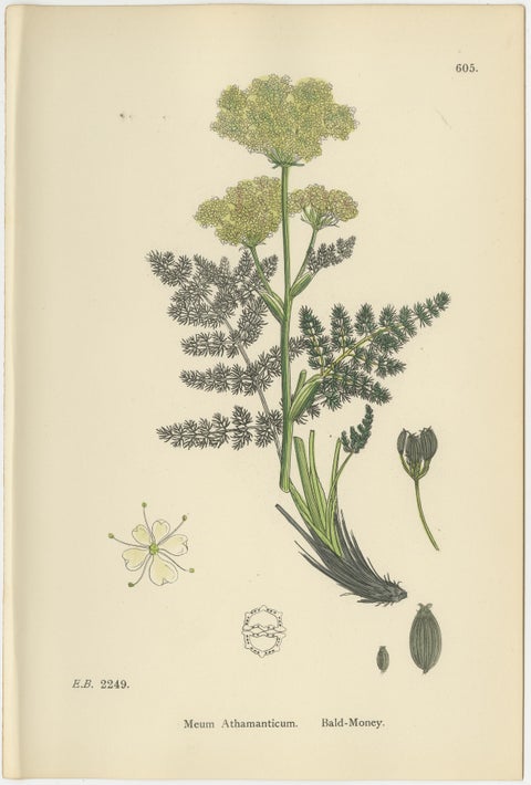 Antique English Botanical Prints, British Wildflowers & Herbs for Interiors, view 7
