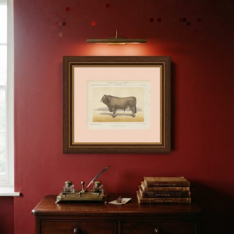 Bazadaise Bull, French Cattle Chromolithograph by Olivier de Penne, 1863, shown framed on a wall
