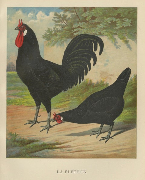The Distinctive La Flèche Chicken - A Rare 19th Century Poultry Lithograph, close-up 3