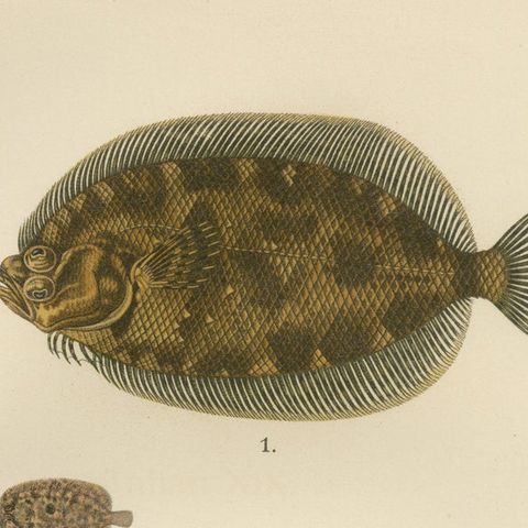 Norwegian Topknot, Spotted Flounder and Scaldfish - Graceful Flatfish Lithograph, close-up 6