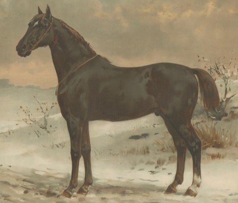 Antique Print of the Russian Half-Blood Horse by O. Eerelman, 1898, close-up 1