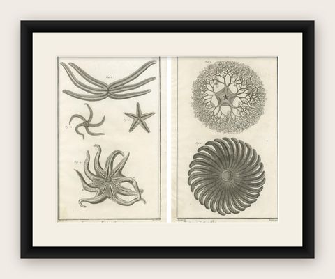 Decorative Antique Marine Prints, Pair of Starfish & Echinoderms, c.1770, shown framed