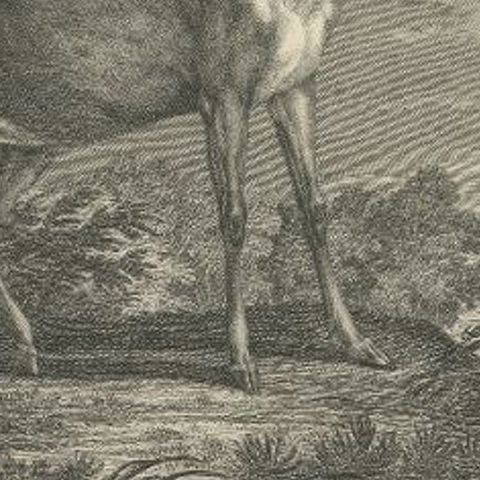 Original Antique Engraving of a Deer by Ridinger, circa 1745, close-up 2
