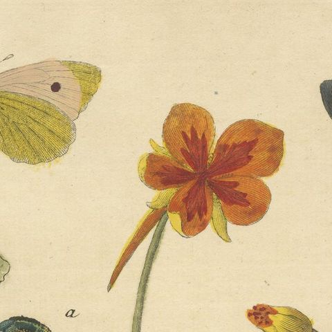 Elephant Hawk-Moth and Bedstraw from A Natural History of English Insects, 1749, close-up 5