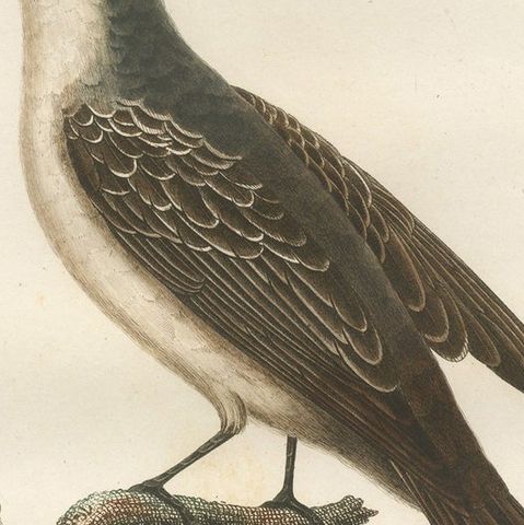 1807 Gray Kingbird Print - 'Le Tyran Gris' Antique Ornithological Illustration, close-up 4