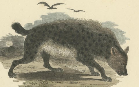 Die gefleckte Hyäne (Spotted Hyena) - Hand-Colored Zoological Print, Circa 1840, close-up 4