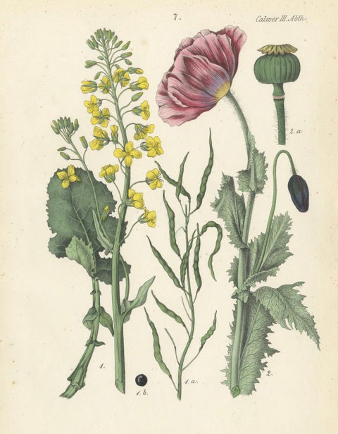 1854 Hand-Colored Botanical Lithograph of Rapeseed and Poppy, close-up 4