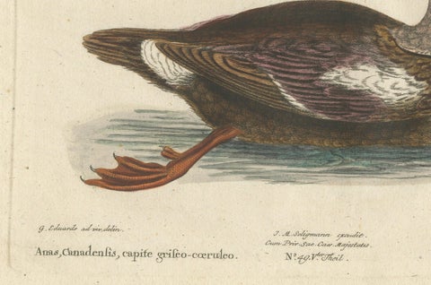 Hand-Colored Engraving of the Duck with a Grey Head by Johann Seligmann, ca.1770, close-up 1