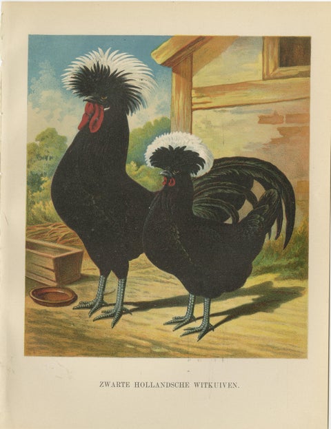 The Distinguished Black Dutch White-Crested Chicken - Rare 19th Century Poultry, view 2