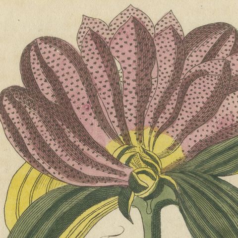 Galbanum and Hungarian Gentian, Antique Bertuch Print, circa 1805, close-up 4