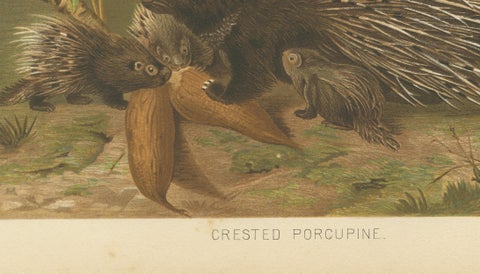 Crested Porcupine, Antique Wildlife Chromolithograph, Safari Style Art, 1894, close-up 4