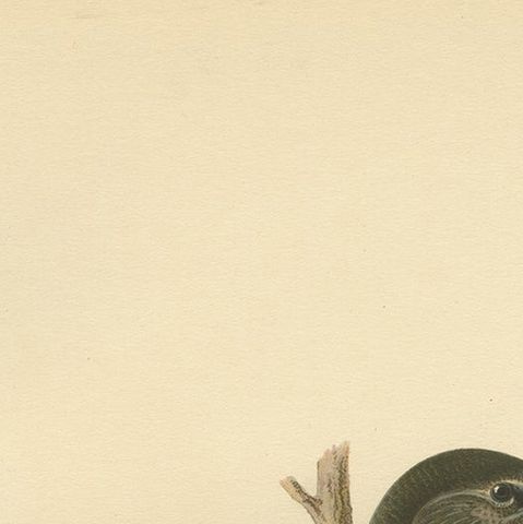 Antique Bird Print of the Common Starling, 1927, close-up 1