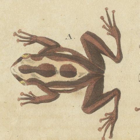 Five Frogs Including a Striped Frog, Antique Bertuch Print, Vienna, circa 1815, close-up 4