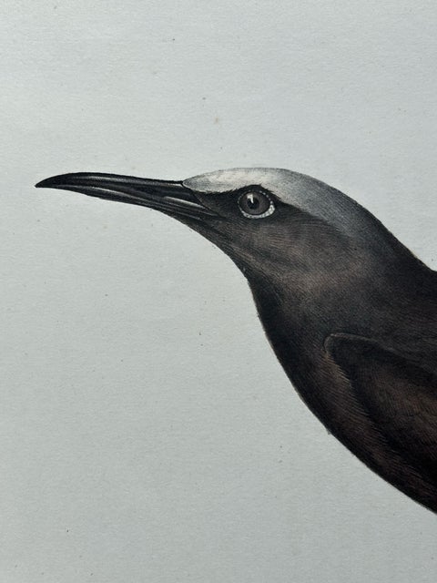 Noddy Tern, Antique Bird Print by John Gould, Hand-Colored c.1832, view 4