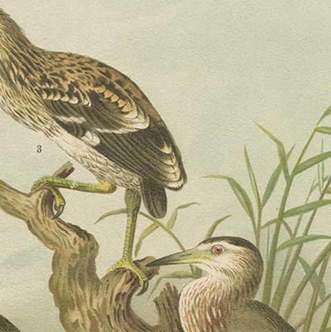 Antique Bird Print of the Black-Crowned Night Heron by Naumann, circa 1895, close-up 1