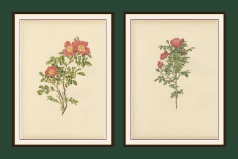 Antique Chromolithographs of Roses (Set of 2), 1914, view 2