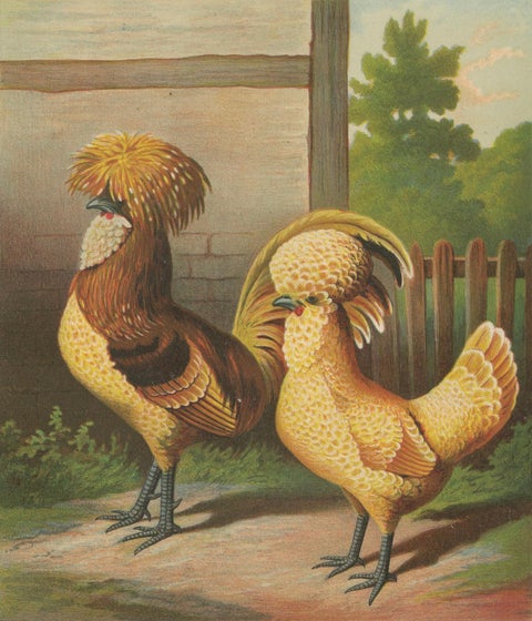The Elegant Chamois Polish Chicken - A Rare 19th Century Poultry Lithograph, close-up 5