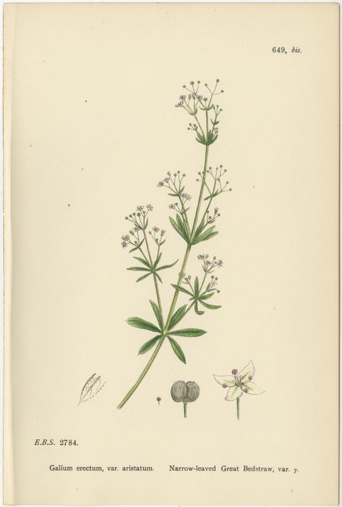 Antique Botanical Prints, Decorative Set of 10 Bedstraw Plant Engravings, 1902, view 8