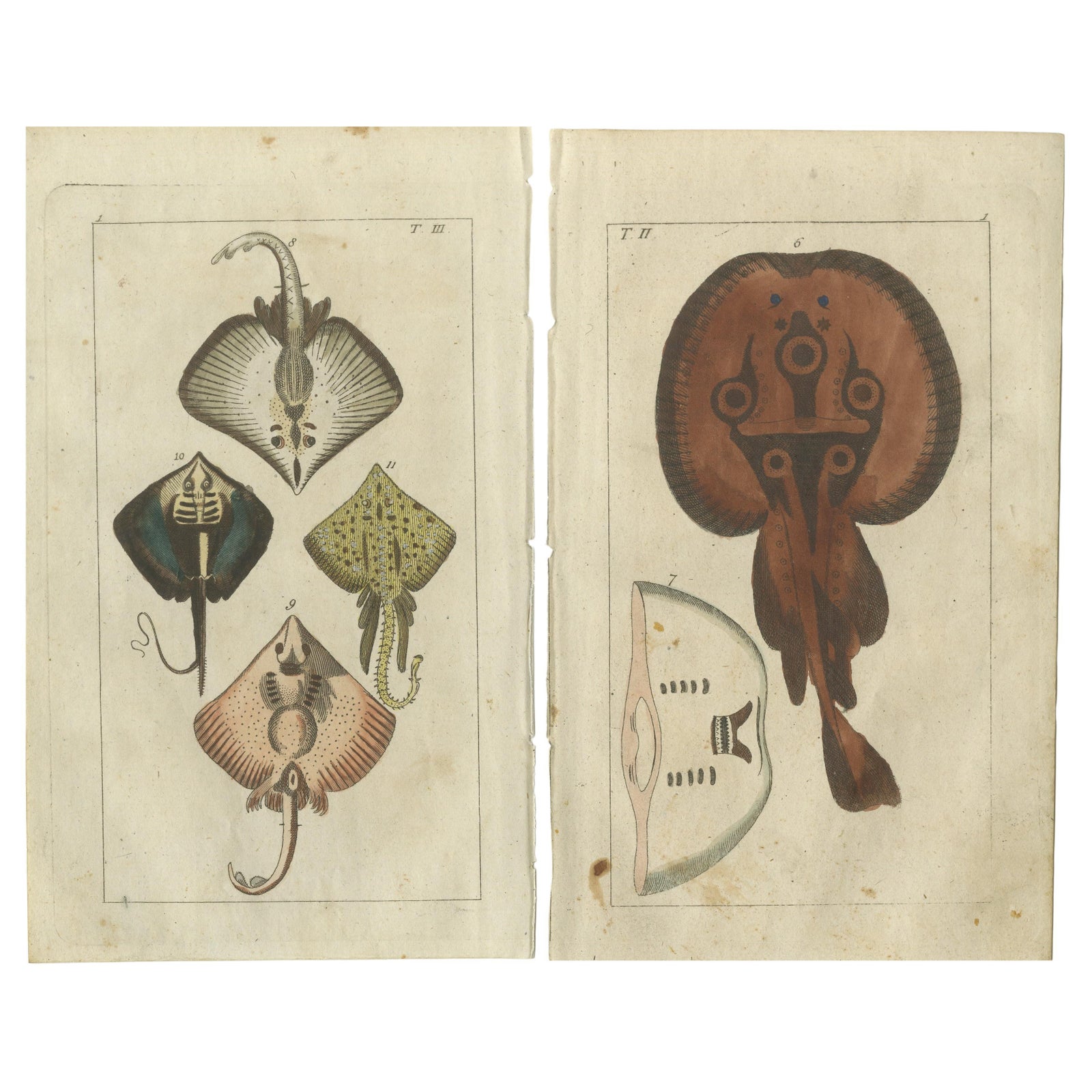 Set of 2 Antique Fish Prints, Common Torpedo Ray, Skate, Stingray