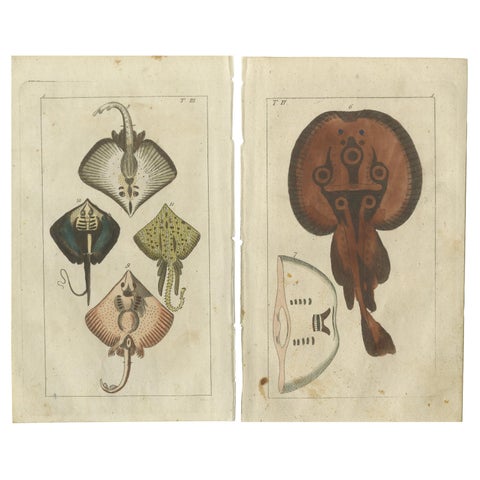 Set of 2 Antique Fish Prints, Common Torpedo Ray, Skate, Stingray