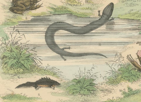 Amphibians Print: Frogs, Salamanders, Axolotl & Caecilian, Antique 1867, close-up 1