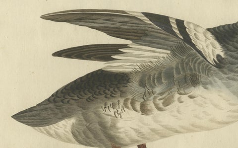 Male Common Merganser Antique Bird Print by Sepp & Nozeman, circa 1809, close-up 3