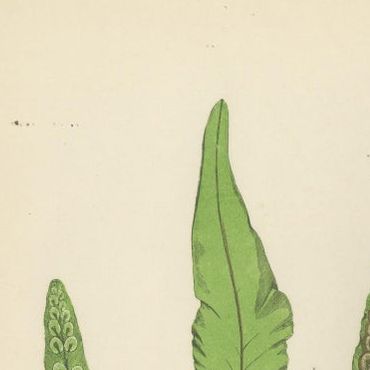 Antique Hand-Colored Fern Prints - Onoclea, Fadyenia, Cyclopeltis - 19th Century, close-up 1