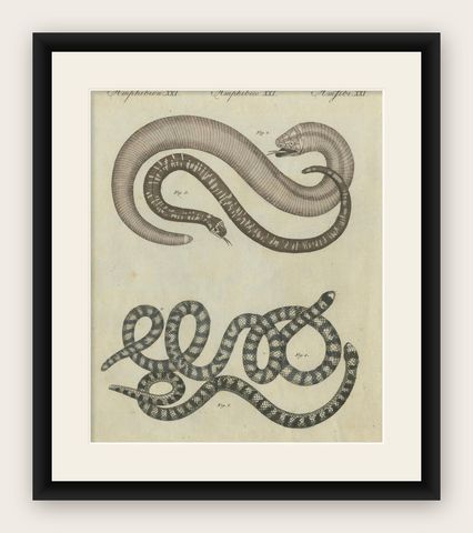 Antique Copperplate Engraving of Serpents and Amphibians, 1805, shown framed
