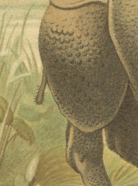 Indian Rhinoceros, Antique Natural History Chromolithograph, 1894, view 5